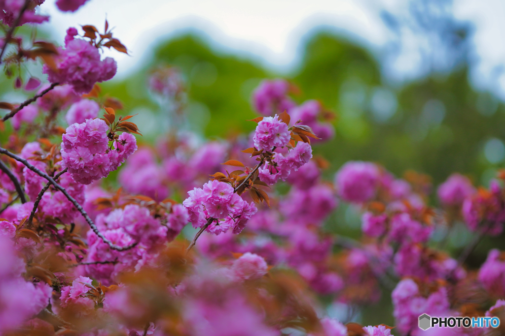 2023-04-07_桜美公園-5