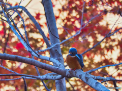 2021-12-05_栃木県 井頭公園-5