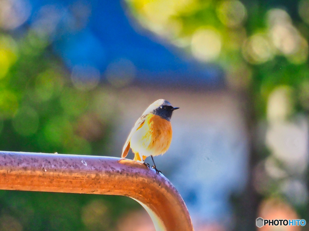 2021-02-06_野鳥(7)