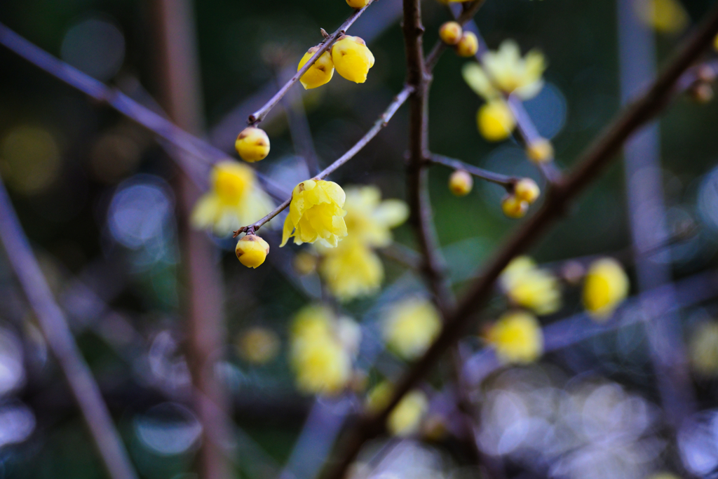 2026-01-18_蝋梅の里-2