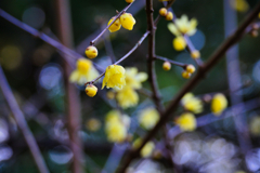 2026-01-18_蝋梅の里-2