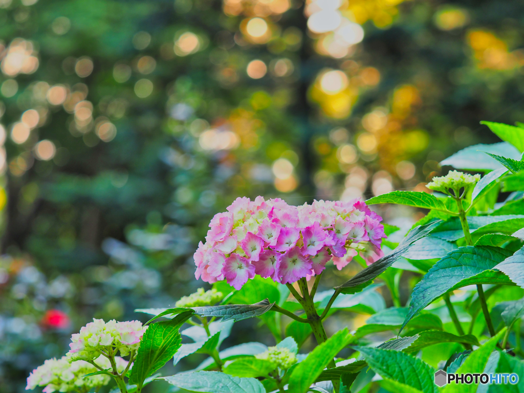 2021-06-08_朝散歩-8