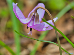 2021-03-20_カタクリ(1)