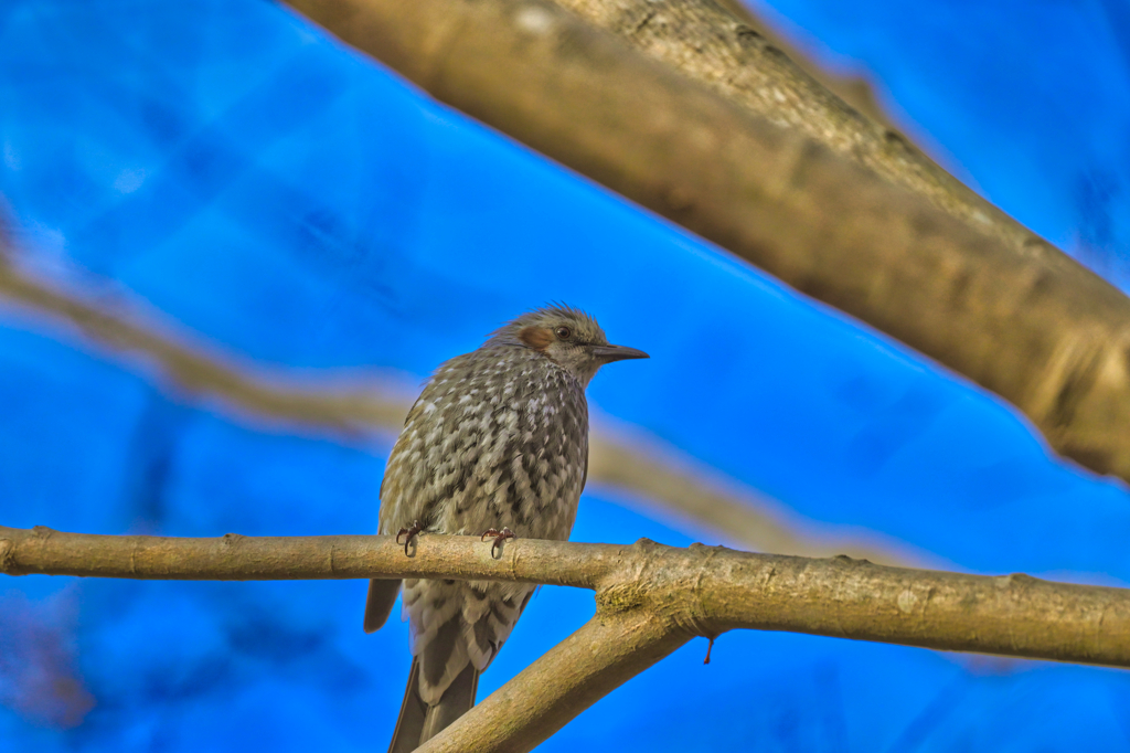 2025-02-16_栃木県井頭公園-1