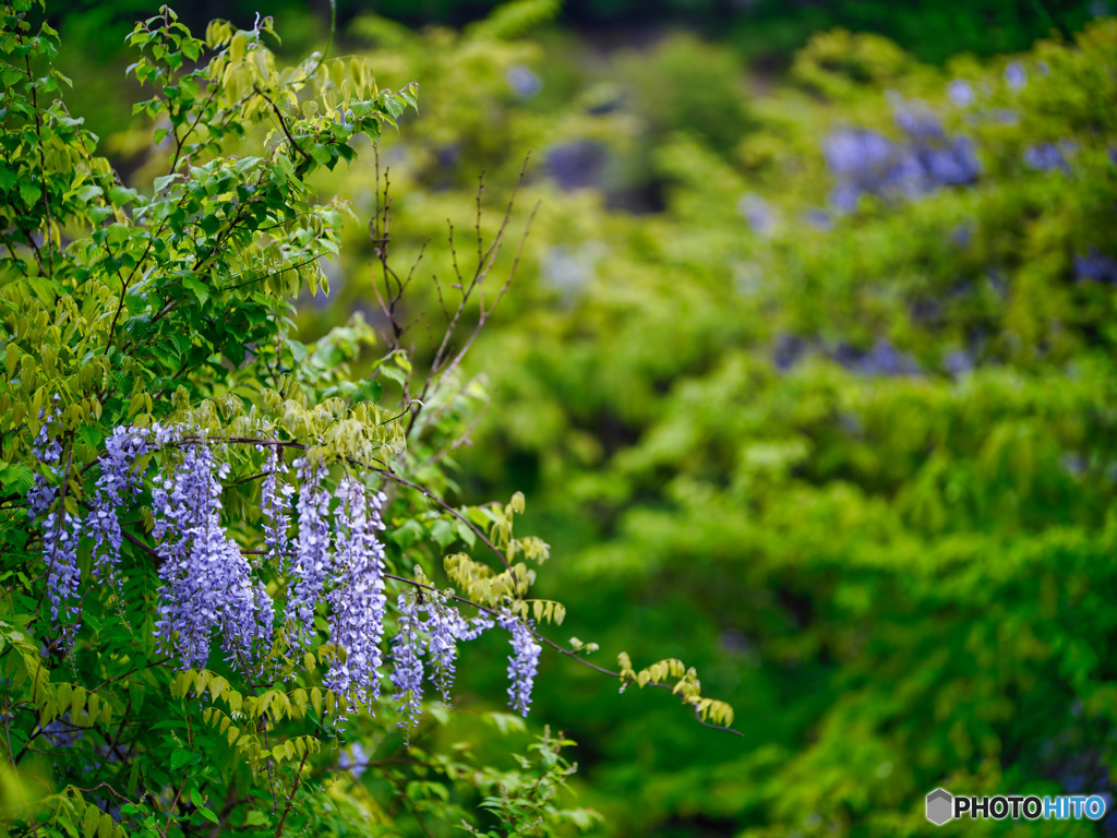 2022-05-17_日光豊川稲荷神社付近