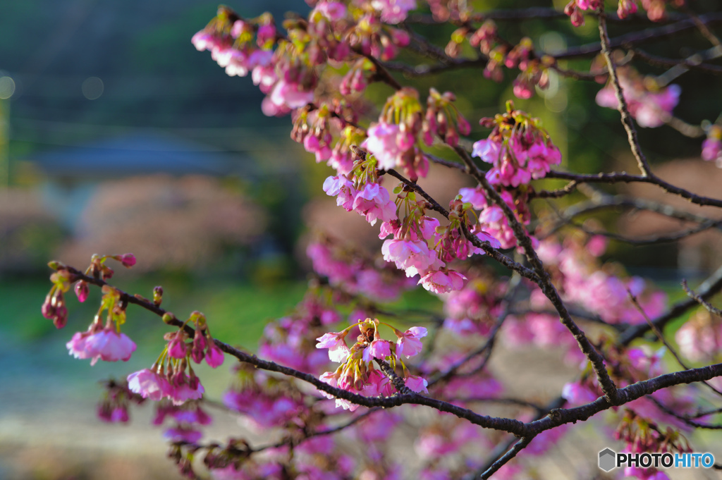 2023-02-17_みなみの桜(河津桜)