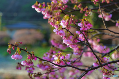 2023-02-17_みなみの桜(河津桜)