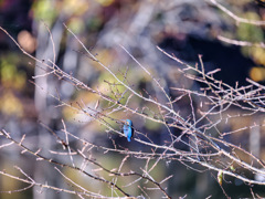 2025-11-24_栃木県井頭公園-1