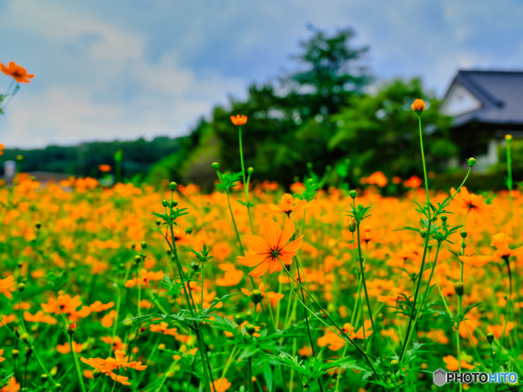 2021-08-29_キバナコスモス-2