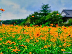 2021-08-29_キバナコスモス-2