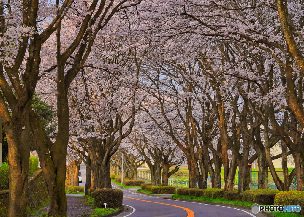 2021-03-30_桜並木(栃木県農業試験場前)