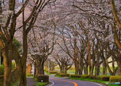 2021-03-30_桜並木(栃木県農業試験場前)