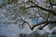 2021-05-29_那須散策-17