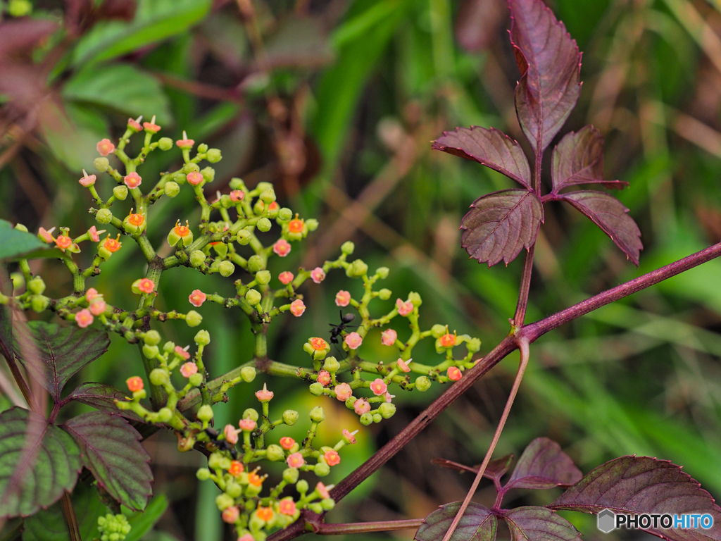 2021-07-11_道沿いで-2