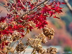 2020-12-13_紫陽花とモミジ