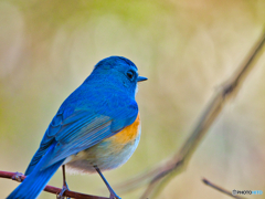 2021-02-07_野鳥(2)