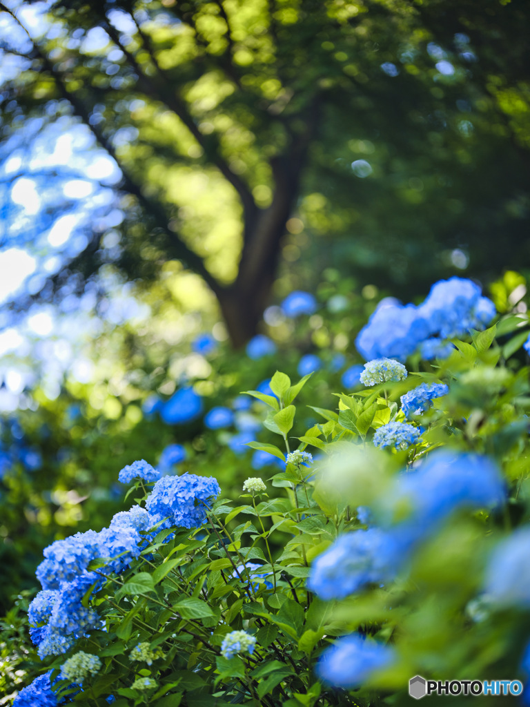 2022-06-25_黒羽城址公園-2