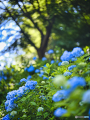 2022-06-25_黒羽城址公園-2