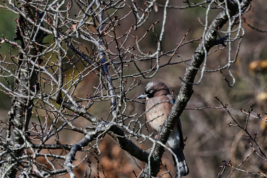 2025-12-13_唐澤山神社