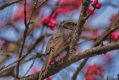 2023-03-21_栃木植物園 大柿花山-2