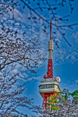宇都宮タワー＆桜(1)