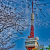 宇都宮タワー＆桜(1)