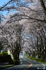2023-04-01_栃木県農業試験場前道路