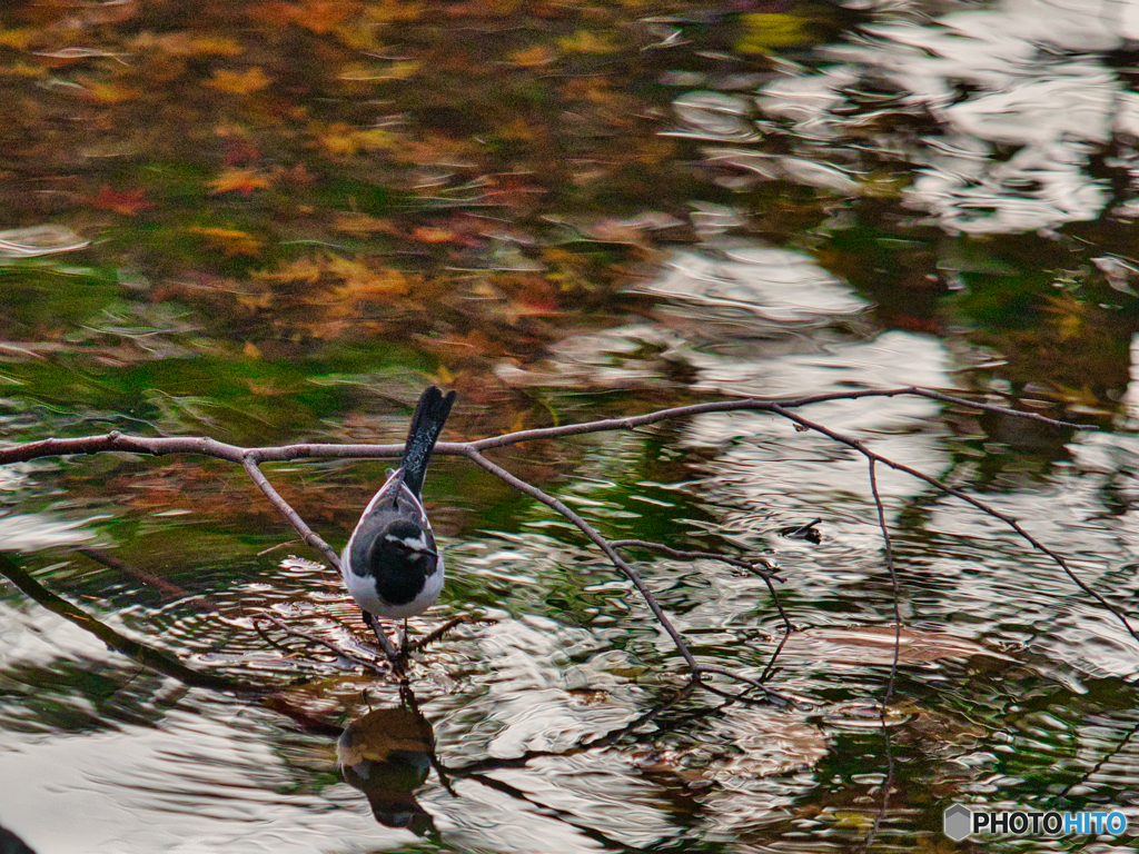 2020-12-16_栃木県中央公園(1)