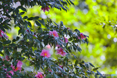 2023-03-11_栃木県 中央公園