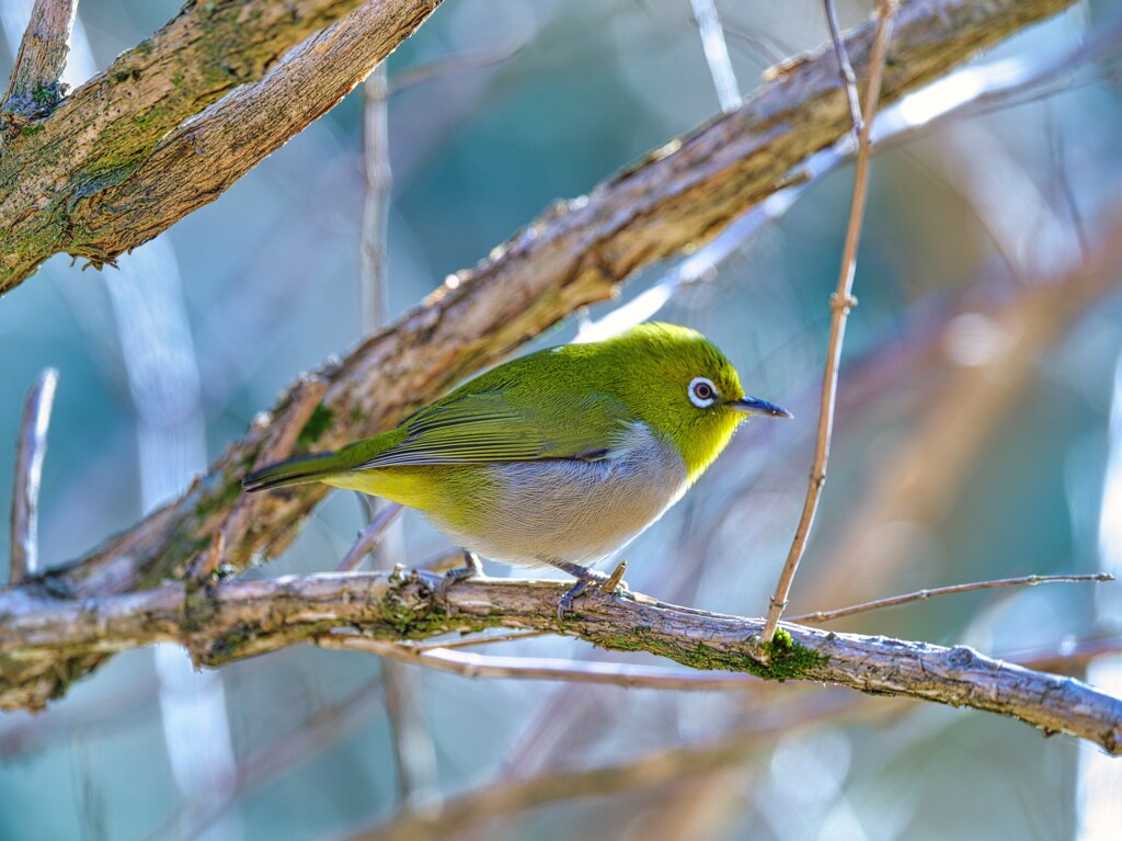 2024-01-13_栃木県井頭公園-2