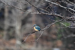 2025-03-09_栃木県井頭公園