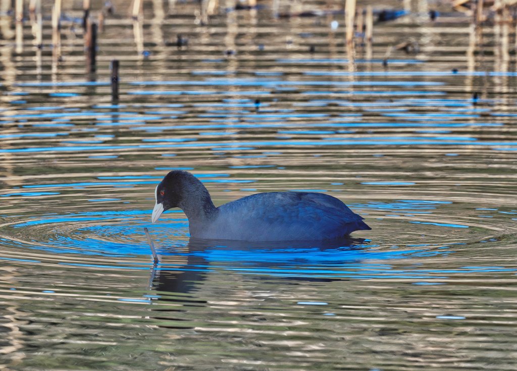 2024-01-14_羽田沼野鳥公園-2