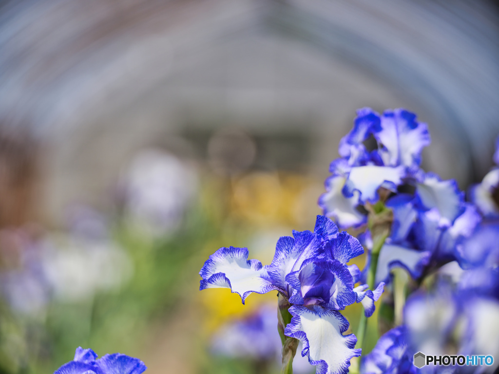 2022-05-04_石橋あやめ園-2