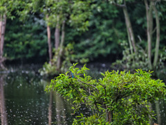 2024-06-30_栃木県井頭公園-3
