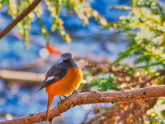 2021-02-14_野鳥(6)