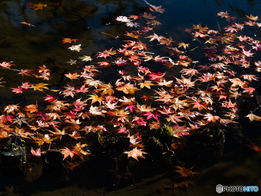 2020-11-08_南湖公園(5)