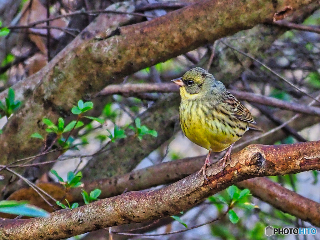 2021-02-13_野鳥(5)