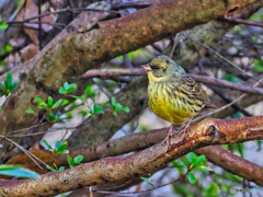 2021-02-13_野鳥(5)