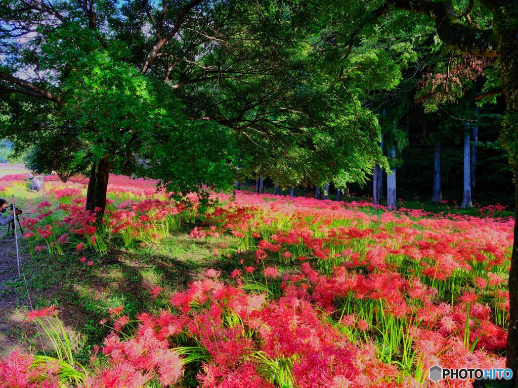 2021-09-19_彼岸花群生地-2