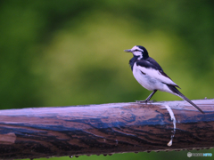 2021-07-10_湯西川温泉-1