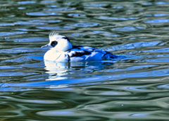 2024-01-13_栃木県井頭公園-5