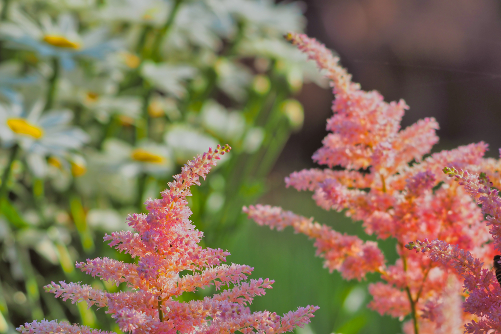 2021-06-03_朝散歩-1