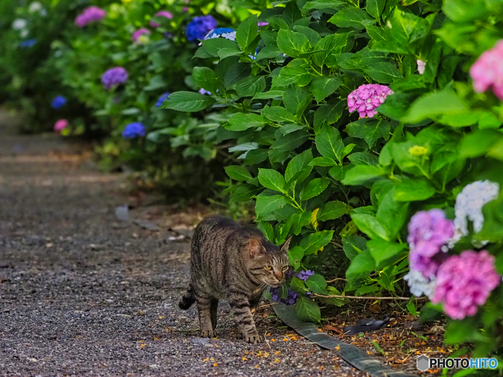 2021-06-27_磯山神社-1