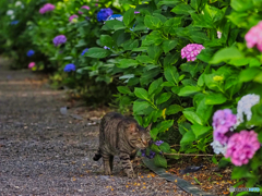 2021-06-27_磯山神社-1