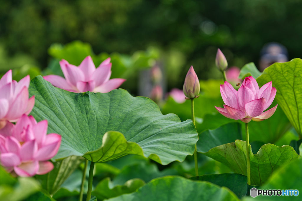 2020-06-27_古代蓮の里(6)