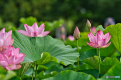 2020-06-27_古代蓮の里(6)