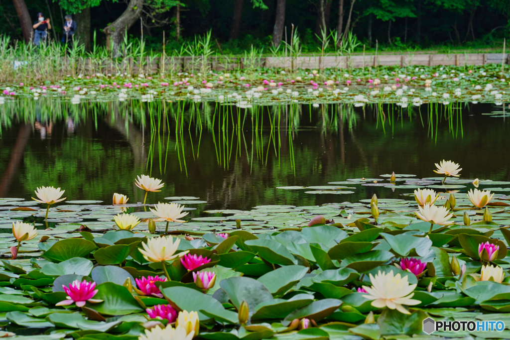 2021-06-18_照南湖ビオパーク-7