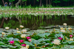 2021-06-18_照南湖ビオパーク-7