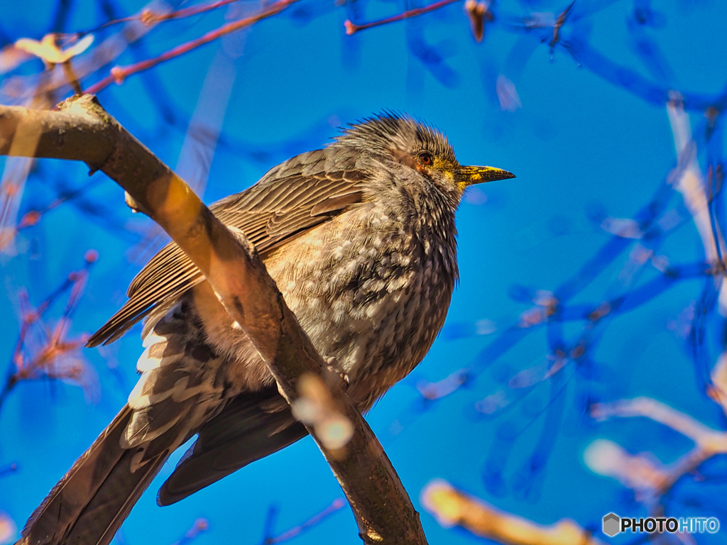 2021-01-31_野鳥(4)