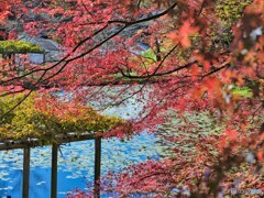 2021-11-13_霞ヶ城公園-1